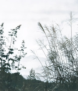 秋 [大西熊太郎, 世界写真年鑑傑作集 第9回国際写真サロン集より]のサムネイル画像