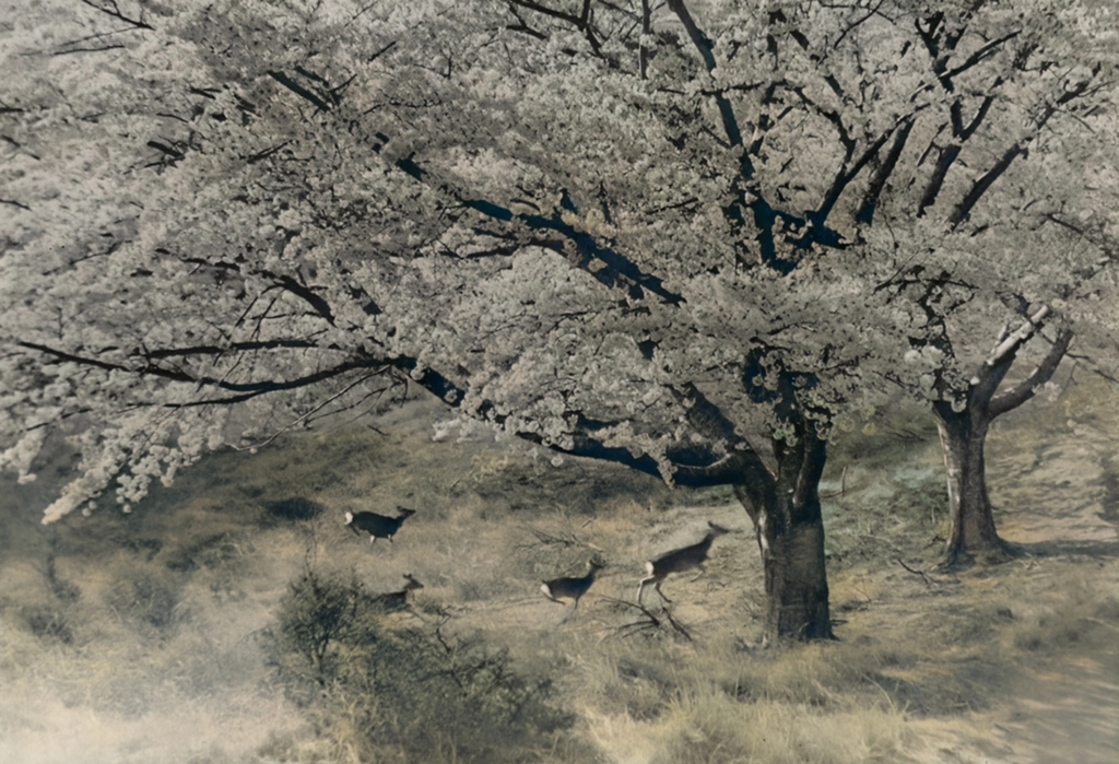 花に浮かれる （黄金山神社の桜の花と走る野生の鹿, AIカラー化）