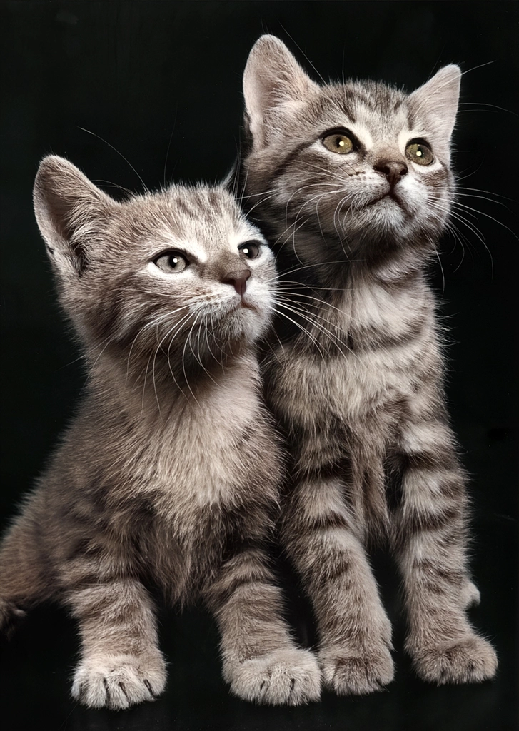 Untitled (Two Kittens Watching, AI Colorized)