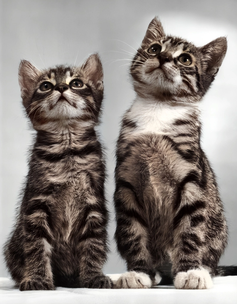 Untitled (Two Kittens Looking Up, AI Colorized)