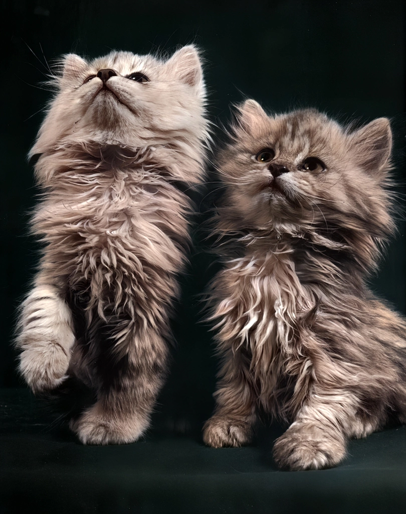 Untitled (Two Persian Kittens, AI Colorized)