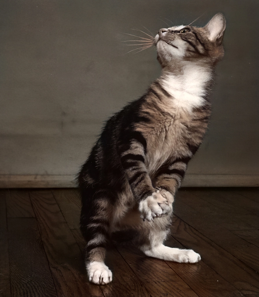 Untitled (Standing Cat, AI Colorized)