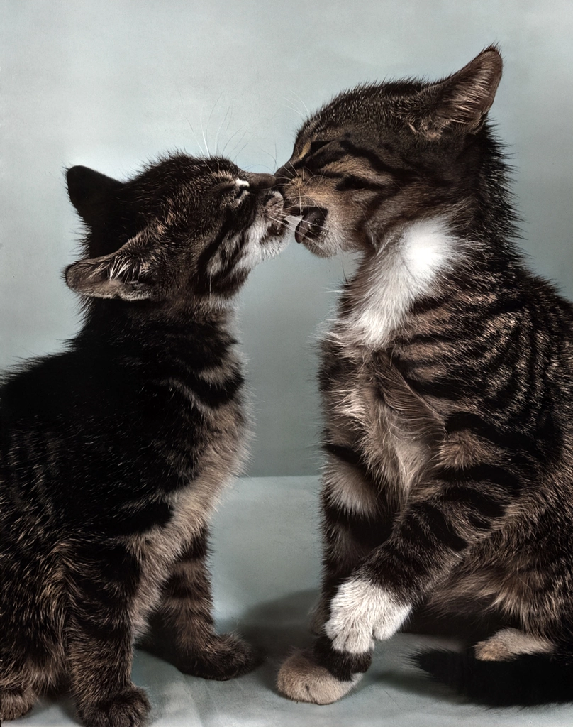 Untitled (Two Kittens Licking Each Other, AI Colorized)