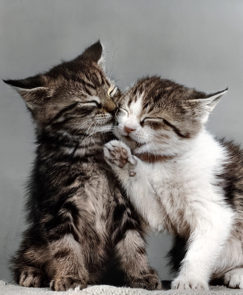 Untitled (Two Kittens, AI Colorized)