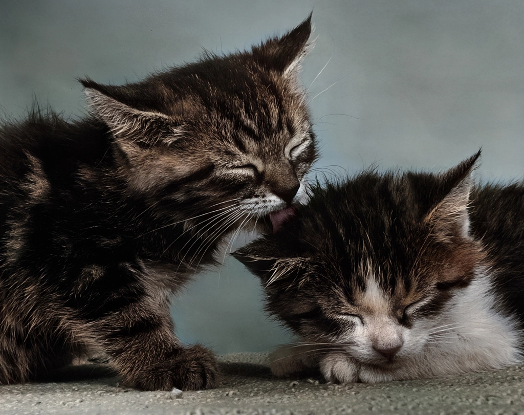 Untitled (Kitten Licking Kitten #1, AI Colorized)