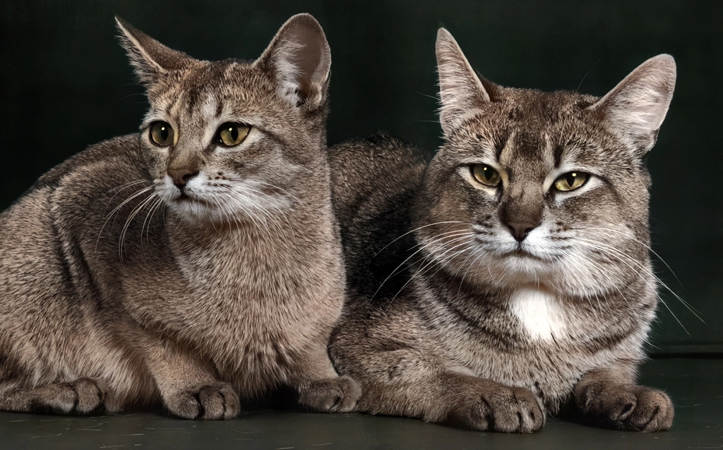 Untitled (Two Cats, AI Colorized)