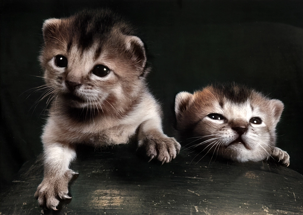 Untitled (Two kittens) #3 (AI Colorized)