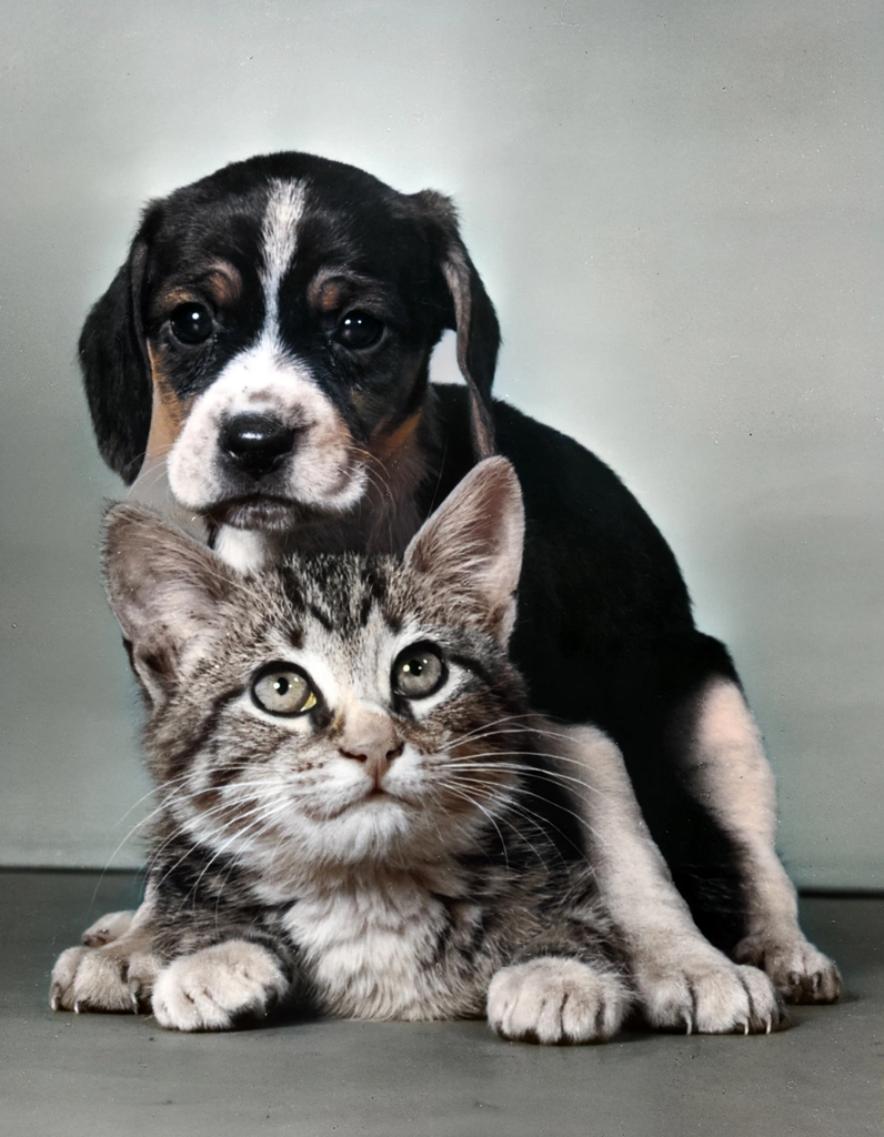 無題（猫の上にまたがる子犬, AIカラー化）