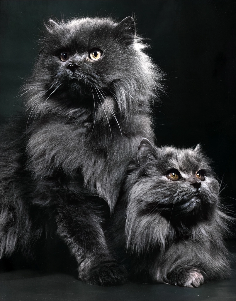 Untitled (Two Persian Cats, AI Colorized)