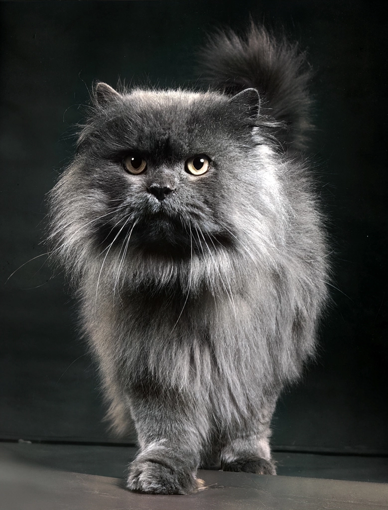 Untitled (Persian Cat, AI Colorized)