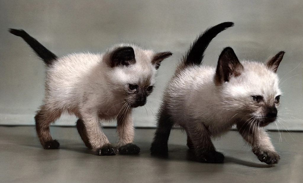 Untitled (Siamese Kittens, AI Colorized)