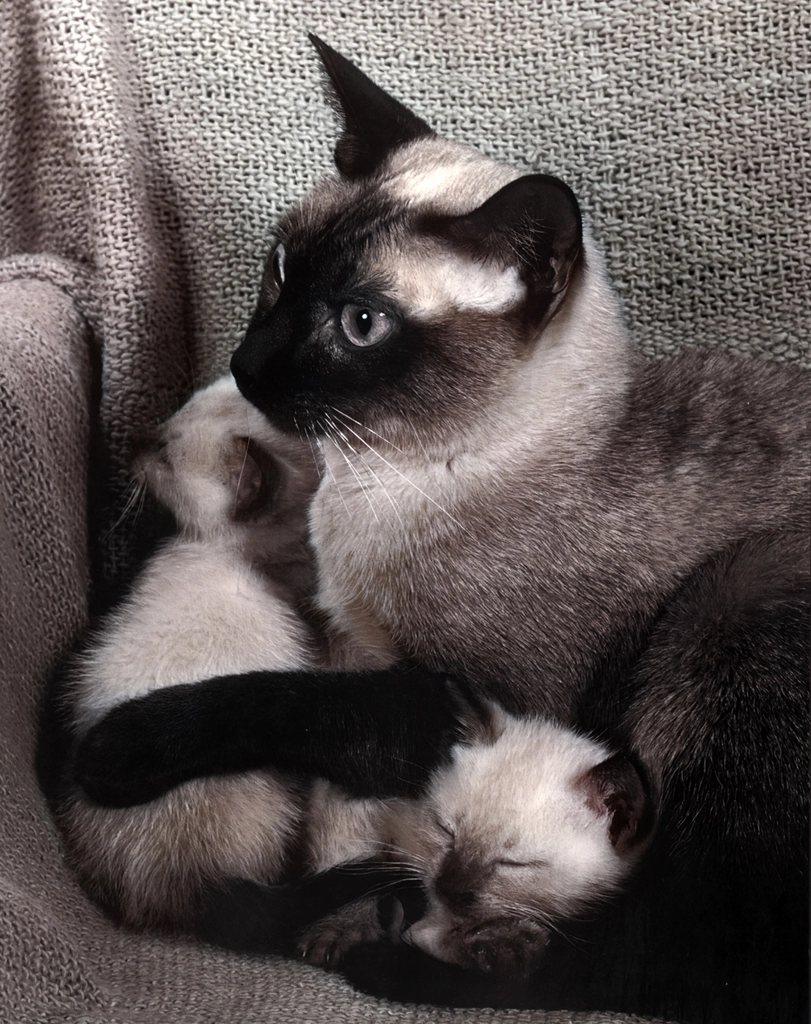 Untitled (Siamese Cat Family #2, AI Colorized)