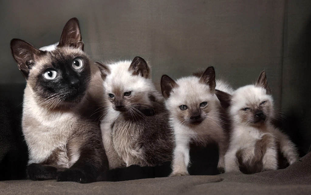 Untitled (Siamese Cat Family #1, AI Colorized)