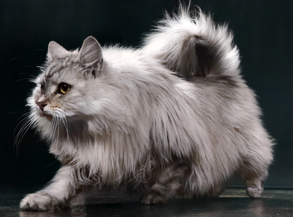 Untitled (Long-haired Cat, AI Colorized)