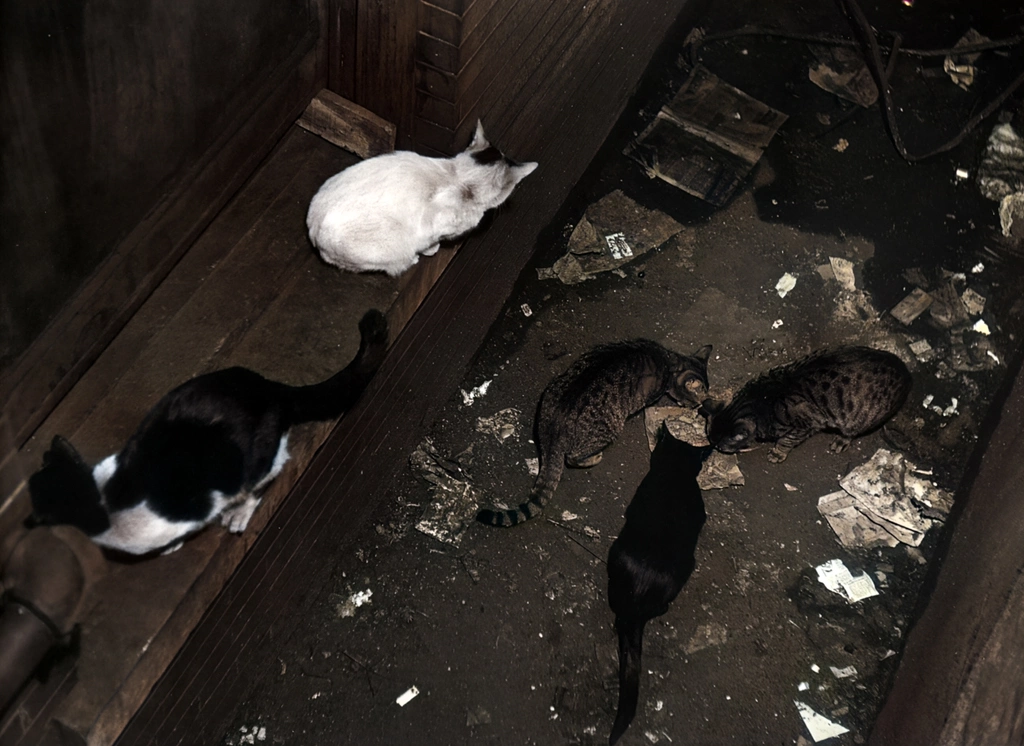 Untitled (Stray Cats Eating Food, AI Colorized)