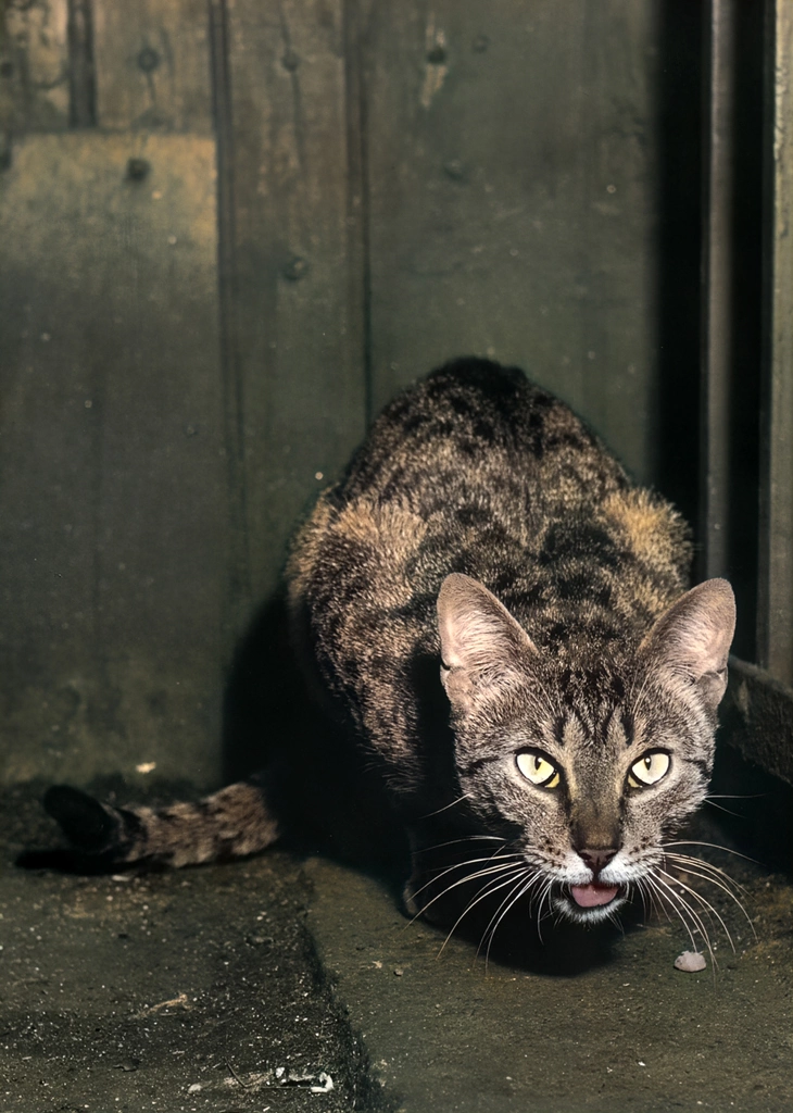 無題（何かを食べている猫, AIカラー化）