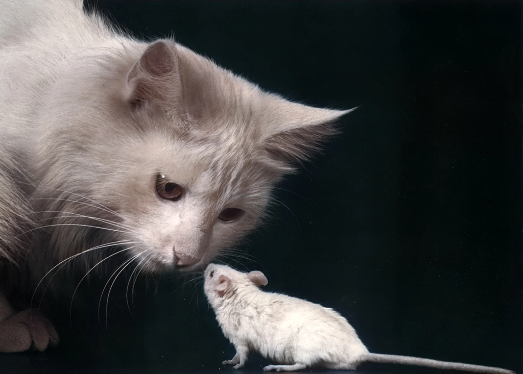 Untitled (Cat and Mouse, AI Colorized)