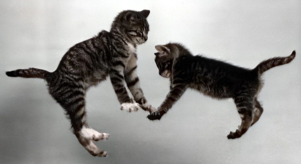 Untitled (Two Falling Kittens #6, AI Colorized)