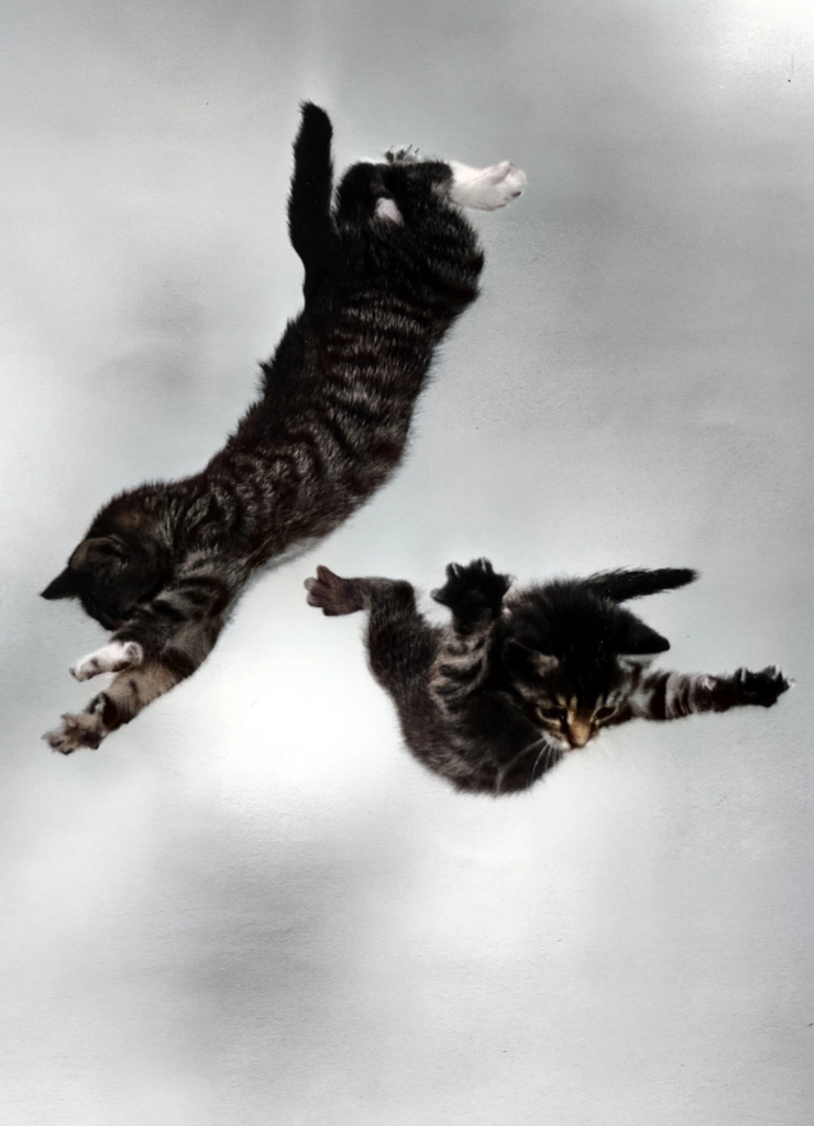 Untitled (Two Falling Kittens #4, AI Colorized)