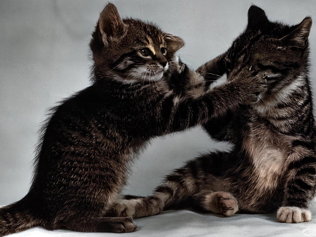 Untitled (Kittens Beating Each Other, AI Colorized)