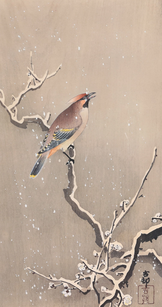 Japanese Waxwing on Snowy Branch