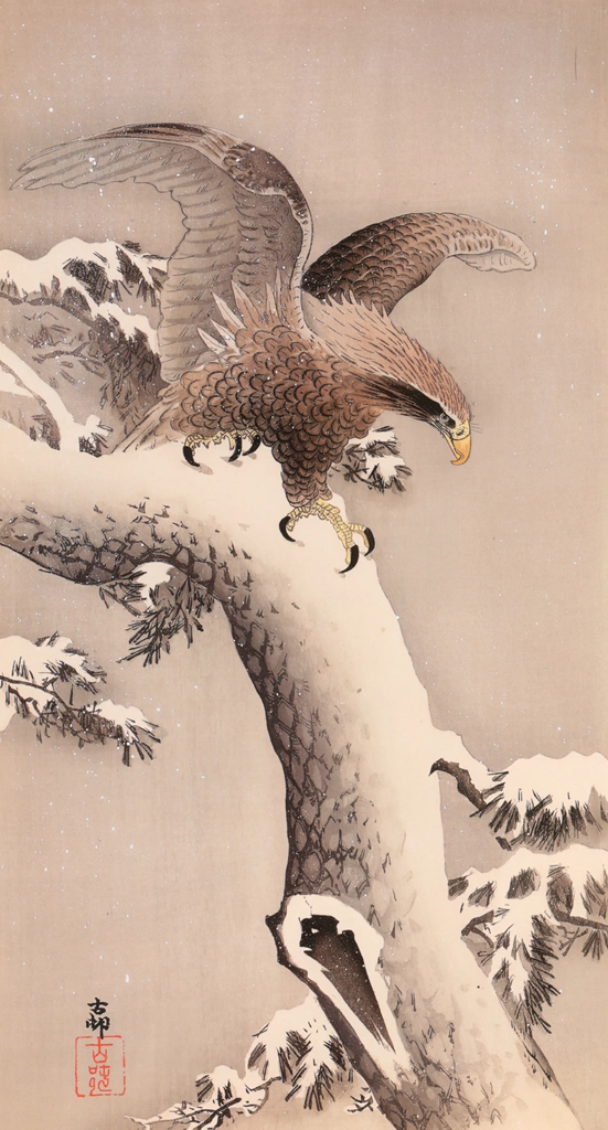 White-tailed Eagle on Snowy Pine