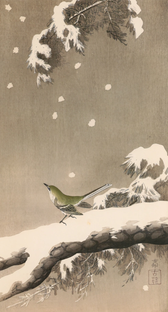 Japanese Bush Warbler on Snowy Pine