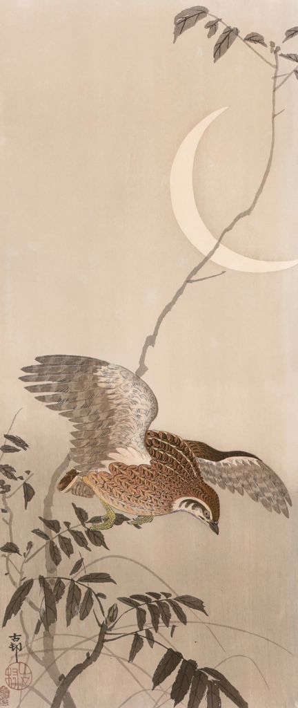 Japanese Quail with Moon