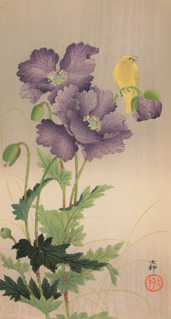 Opium Poppy and Atlantic Canary