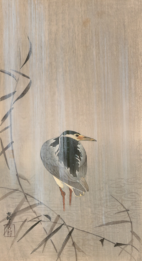 A Black-crowned Night Heron in the Rain