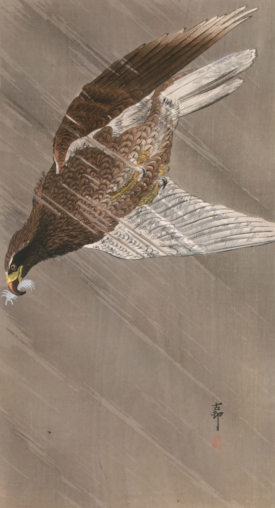 White-tailed Eagle in the Rain