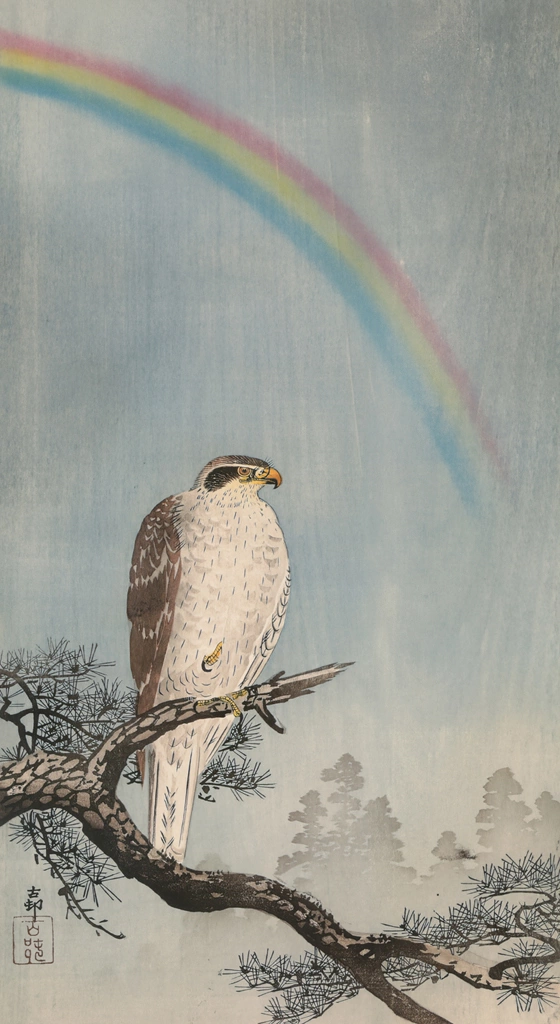 Rainbow, Pine Tree and Northern Goshawk