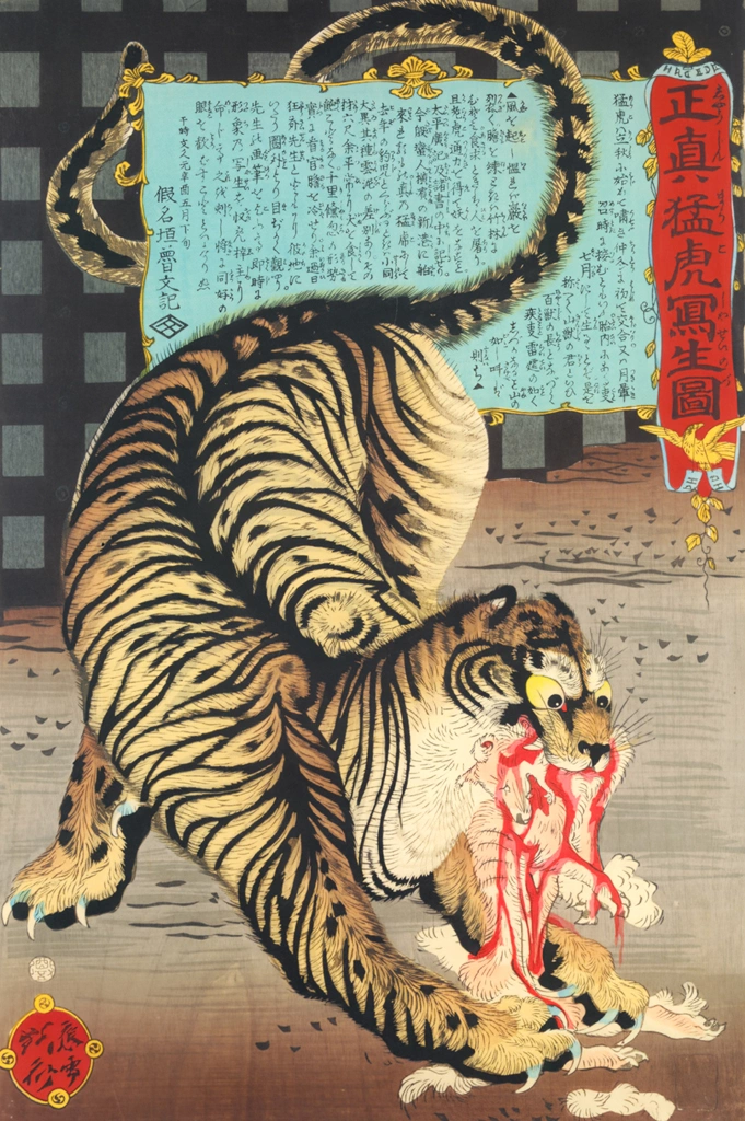 Picture of a real, wild tiger drawn from life